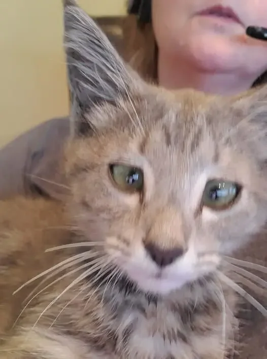 Tex, a cross-eyed grey tabby